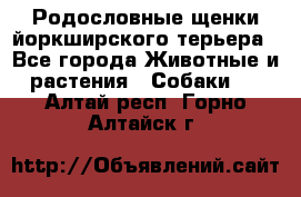 Родословные щенки йоркширского терьера - Все города Животные и растения » Собаки   . Алтай респ.,Горно-Алтайск г.